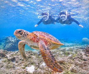 Miyako Island Sea Turtle Snorkeling Half-Day Experience