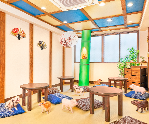 Micro Pig Cafe Experience in Kyoto