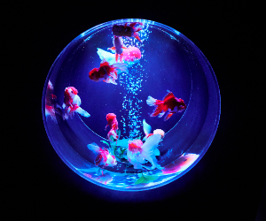 Art Aquarium Museum GINZA Ticket